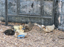 Mixed sex ducklings