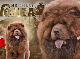 Mr Willy Wonka For Stud