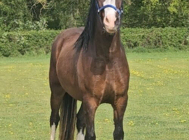 Registered Welsh Gelding &pound;1500 if sold September