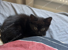 9 week old kitten