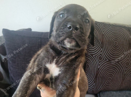 Puppy boy cane corso