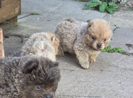 KC CHOW CHOW PUPPIES