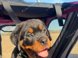 Rottweiler Puppy - Boy