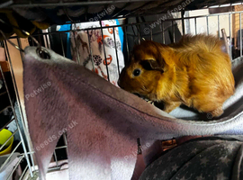 Very cute male guinea pigs babies
