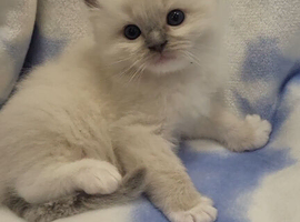 GCCF blue and lilac point and mitted ragdoll boys