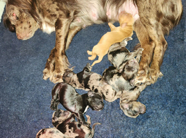 Cocker spaniel pups