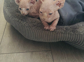 Two kittens for sale