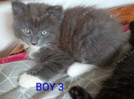 Beautiful Ragdoll Mix kitten looking for a new home!!