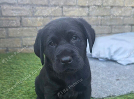 Beautiful black Labrador puppies