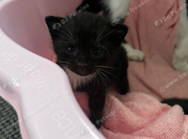 *READY NOW!*  5 beautiful tuxedo kittens!