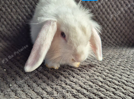Mini Lion Lop Bunnies