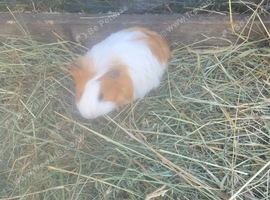 Sheltie male guinea pig