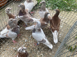 Bricoux pigeons