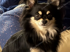 4 year old Chihuahua for Sale