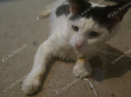 Rescue stray needing forever home.