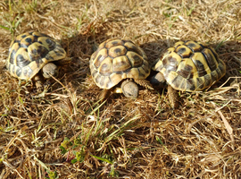 3 Year Old Hermanns Tortoises (T.H. Boettgeri)