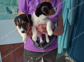 Working Jack Russell puppies for sale 2dogs left from excellent working line