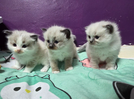 Ragdoll kittens *3 STILL AVAILABLE &pound;500*