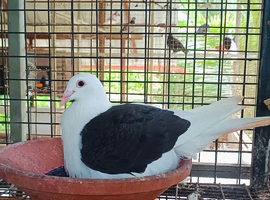 Saddle bar pigeons breedr pairs