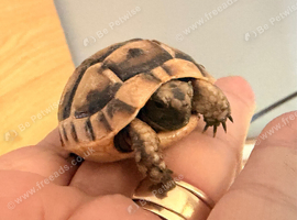 Spur thigh hatchlings