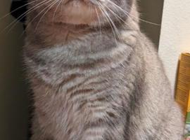 Molly grey  tabby  British shorthaired girl