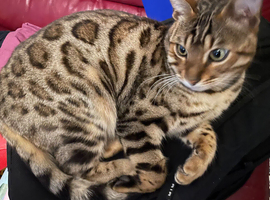 Male Bengal Neutered for re-homing