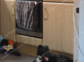 8 month old patterdale terrier