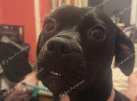 Female staffy cross frenchie black and white