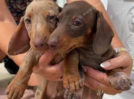 Miniature dachshund puppies