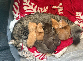 Beautiful British shorthair/maincoone kittens