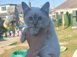 1 stunning ragdoll kittens left