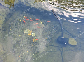 X 11 pond fish