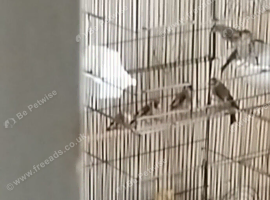 Young goldfinches for sale