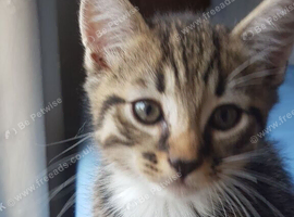 8‑week‑old male kitten &mdash; ready for his new home