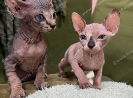 Male elf Sphynx kitten