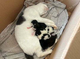 8 beautiful kittens for sale