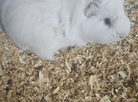 Male guinnea pig