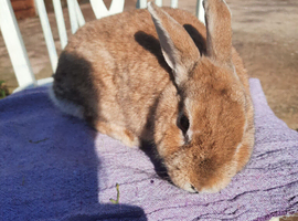 Adult doe Netherland dwarf Cross