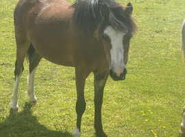 Welsh section A yearling filly
