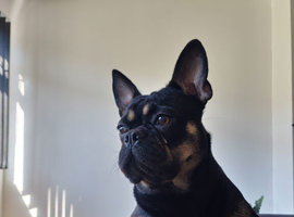 2yr old female Frug available now!!!