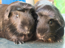 Pair of 1 year old sisters ready now