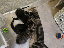 Female black kitten