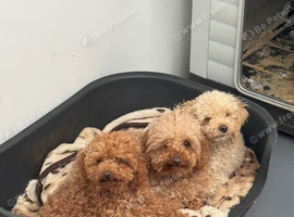Kc registered orange poodle beautiful girl