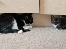 One playful female kitten left
