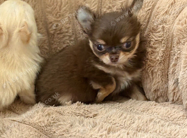 Chocolate longhaired female pup (last in litter)