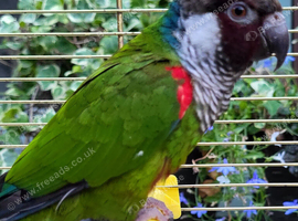 Rare Stunninh White Eared Conure