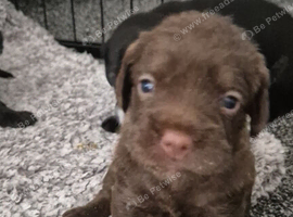 Cockapoo puppies for sale