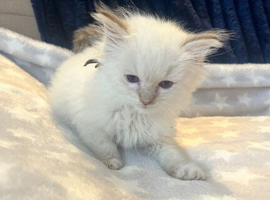 4 ragdoll kitten available to leave now &pound;500