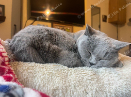 Two lovely super friendly cats