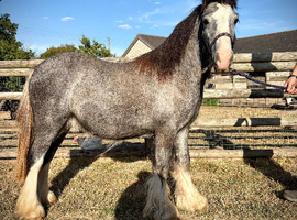 TGCA yearling Cob Colt to make 13hh